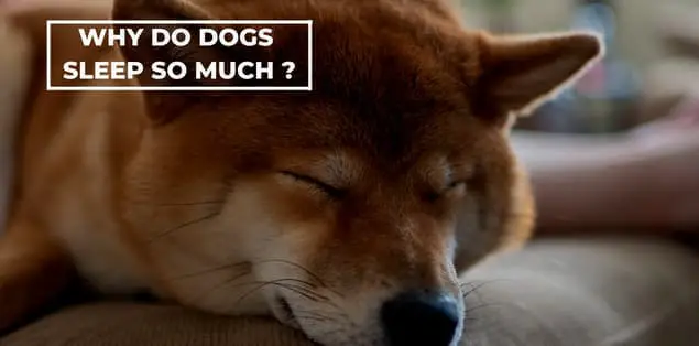 Why do dogs sleep so much