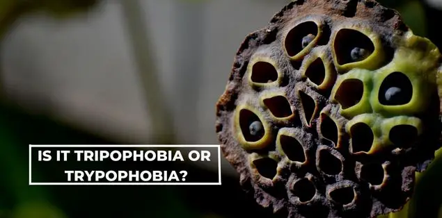 Is it Tripophobia, Tryophobia, or Trypophobia?