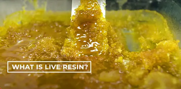 What is Live Resin