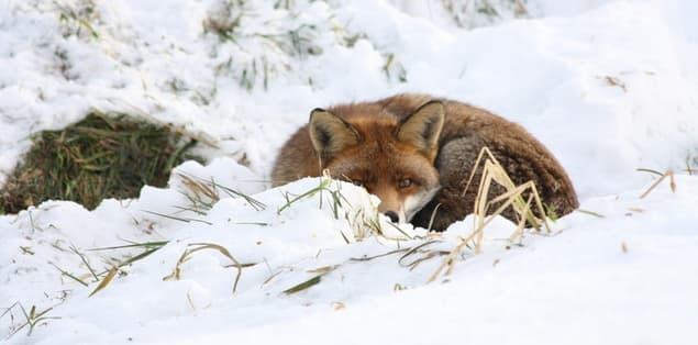 Where Do Foxes Sleep in Winter?