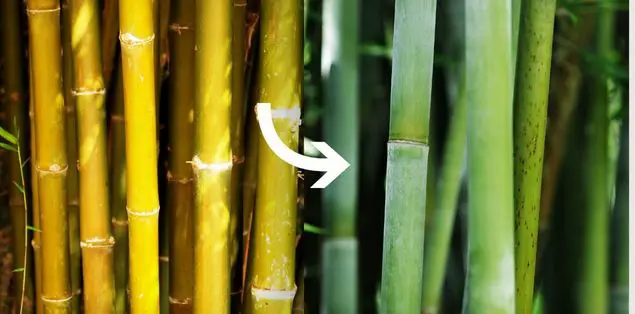 Can Yellow Bamboo Turn Green Again?