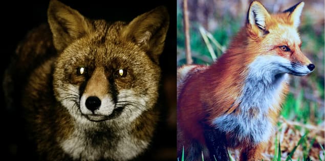 Are Foxes Nocturnal or Diurnal?