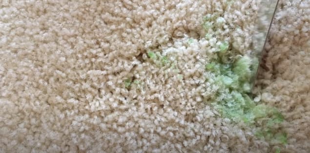 How to Get Slime Out of the Carpet?