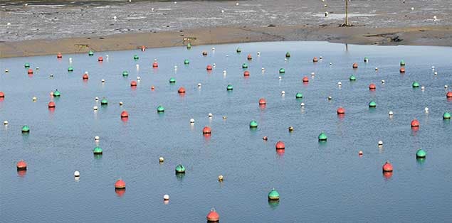 What Colors Appear On A Mooring Buoy WhyDo