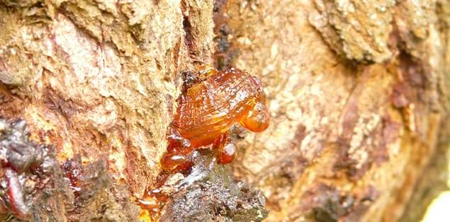 What Is Live Resin?