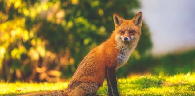 Are Red Foxes Nocturnal?