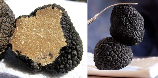 What Does Truffle Look Like?