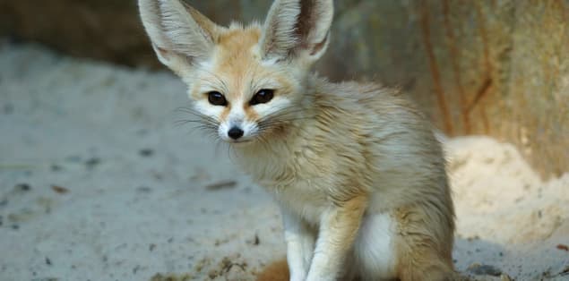 Are Fennec Foxes Nocturnal?