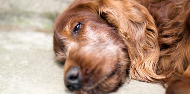 Why Do Old Dogs Sleep So Much?