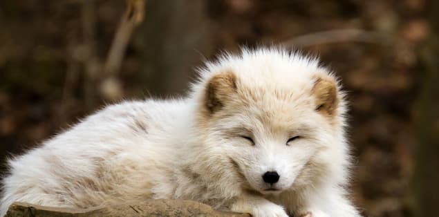 Are Arctic Foxes Nocturnal?