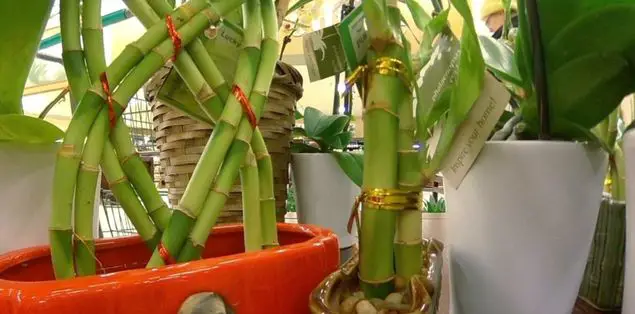 How Toxic Is Lucky Bamboo to Cats?