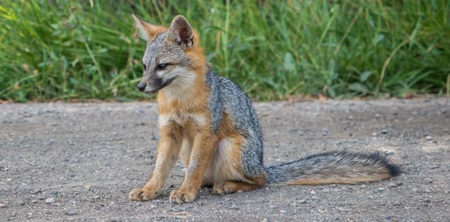 Are Gray Foxes Nocturnal?