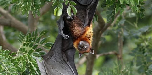 Are Flying Foxes Nocturnal?