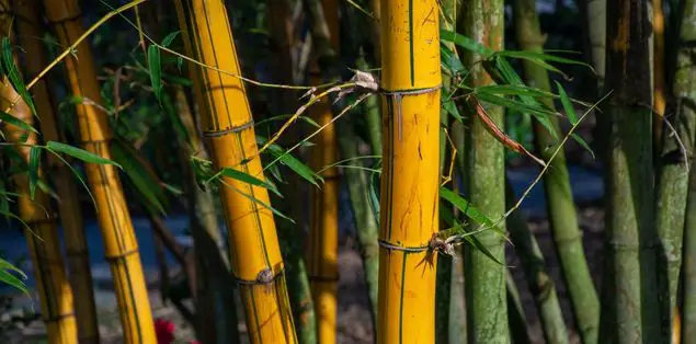 Why Is My Bamboo Stem Turning Yellow?