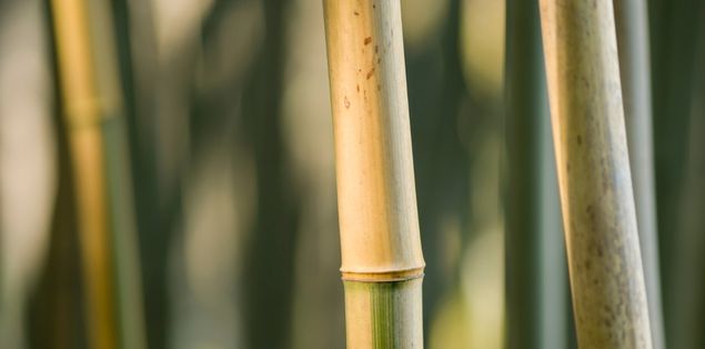 Why Is My Bamboo Stalk Turning Yellow?