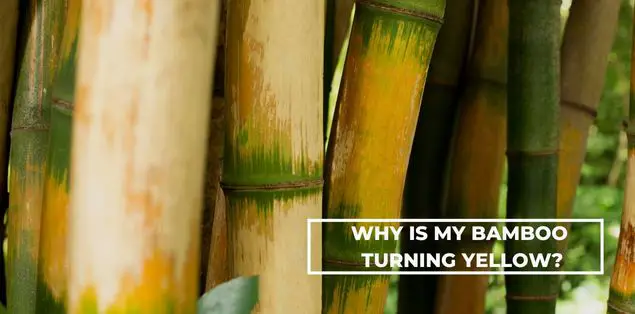 why is my bamboo turning yellow