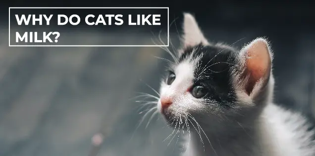Why do cats like milk