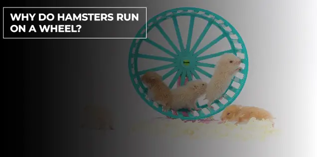 why do hamsters run on wheels