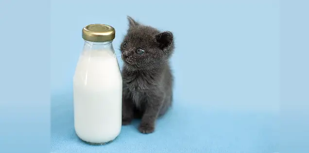 Why Are Cats Obsessed With Milk?