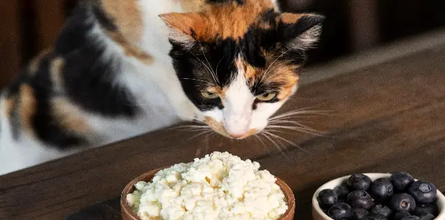 Are Cats Obsessed With Other Dairy Products Too?