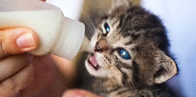 Is It Ok to Give Milk to Cats?
