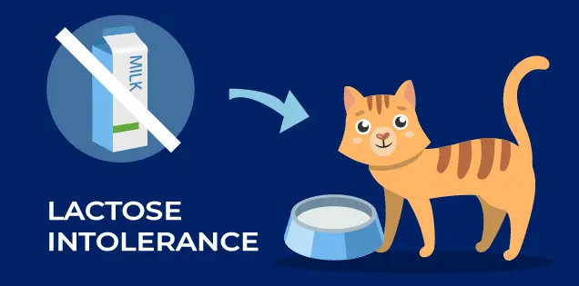 Lactose Intolerance In Cats