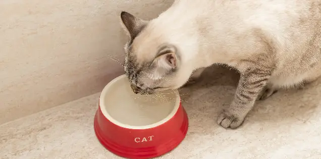 What Should Cats Drink?