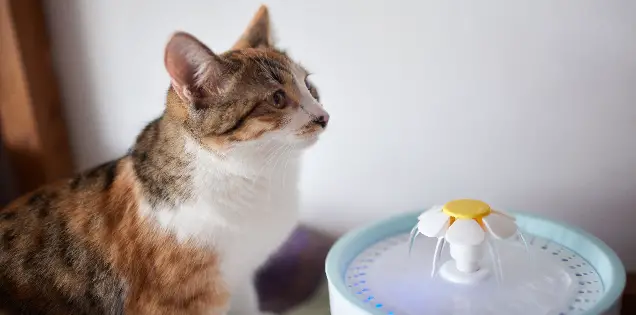 Ways to Keep Your Cat Hydrated