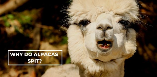why do alpacas spit