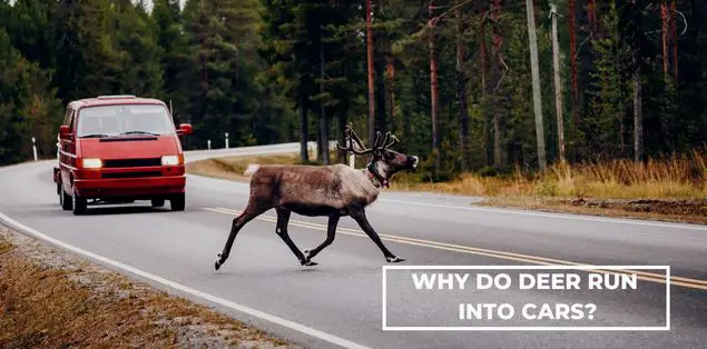Why do deers run into cars