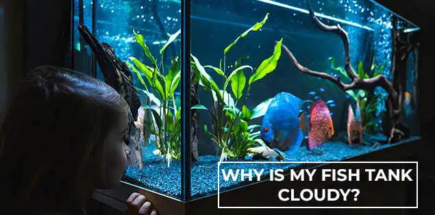 why is my fish tank cloudy