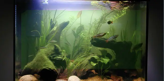 Is a Cloudy Fish Tank Harmful to Fish?