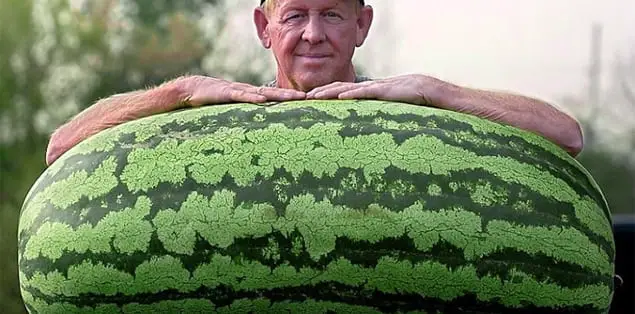 When Is Watermelon Season in Michigan?