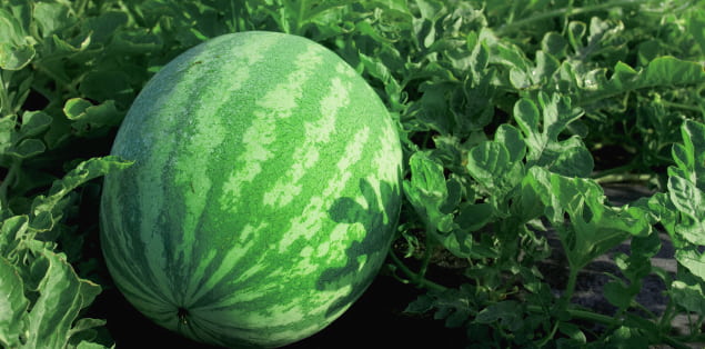 When Is Watermelon Season in North Carolina?