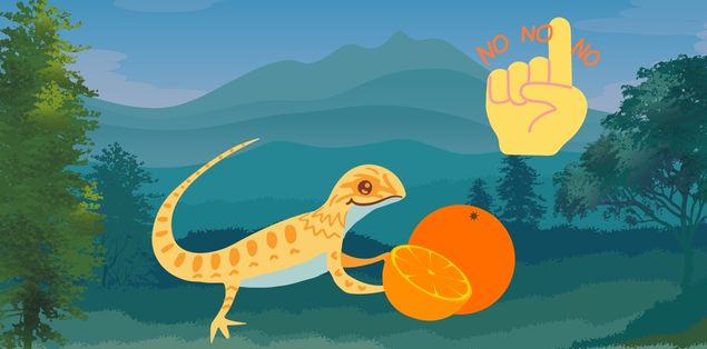 Can Bearded Dragons Eat Oranges?