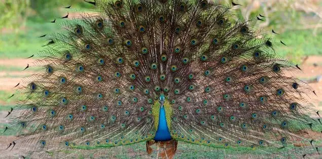 Why Do Peacocks Spread Their Feathers and Shake?