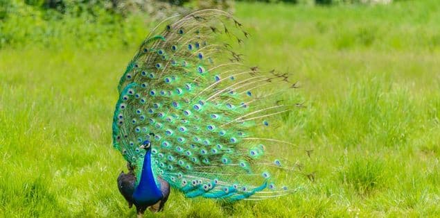 Do Peacocks Spread Feathers When Threatened?