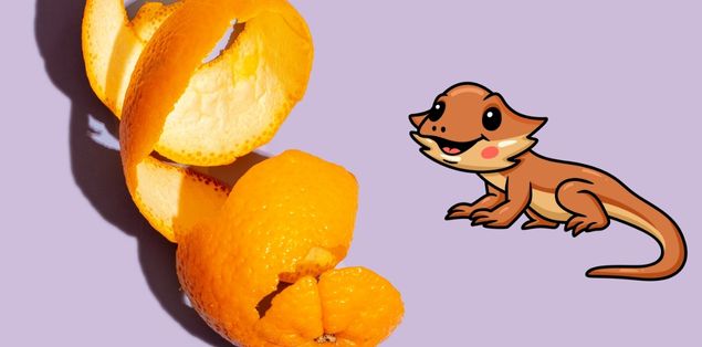 Can Bearded Dragons Eat Orange Peels?
