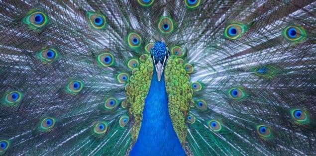Do Peacocks Use Their Feathers to Attract Mates