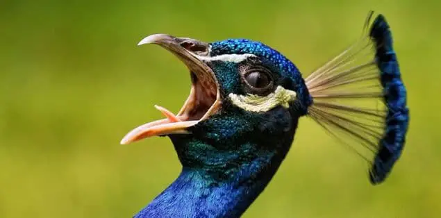 Do Peacocks Use Their Feathers to Communicate?