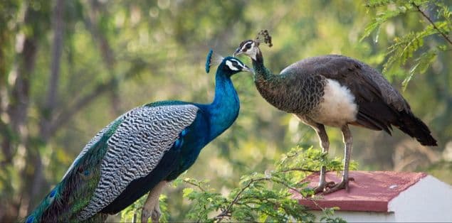 Why Do Male Peacocks Spread Their Feathers?