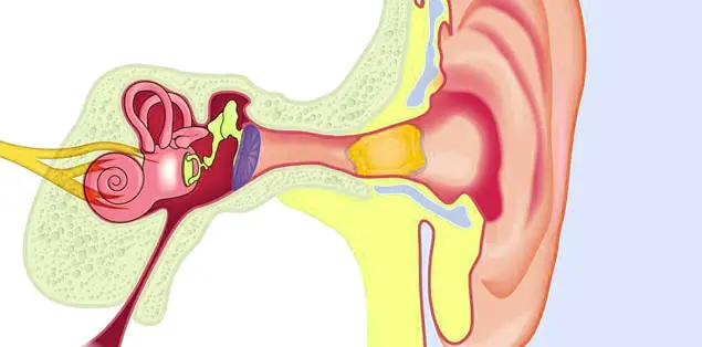 Ear Canal Infection or Blockage