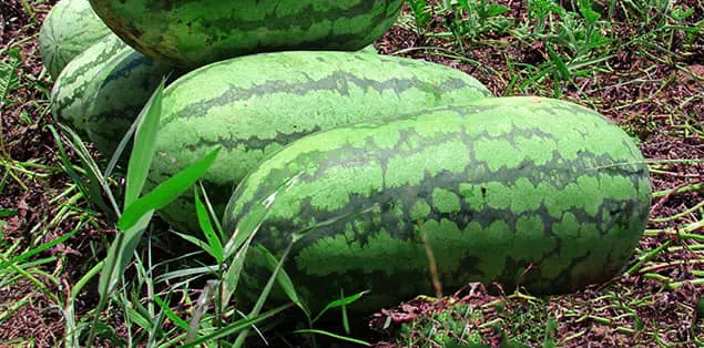 When Is Watermelon Season in Louisiana?