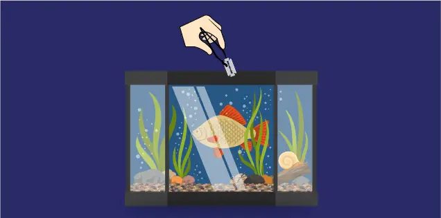 Remove Any Sharp Items From the Aquarium