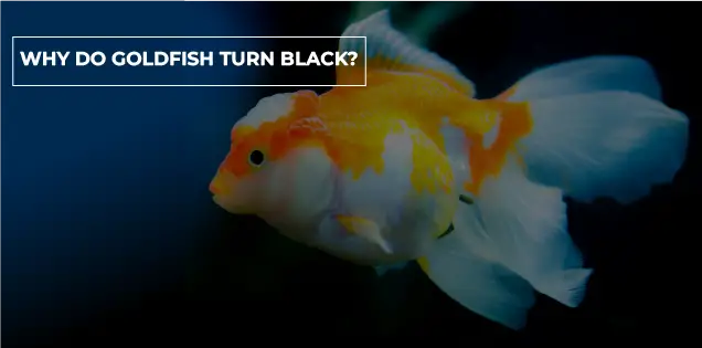 Why do goldfish turn black