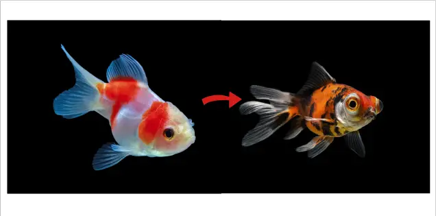 Why Do Goldfish Turn Black?